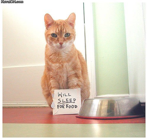 will_sleep_for_food_cat